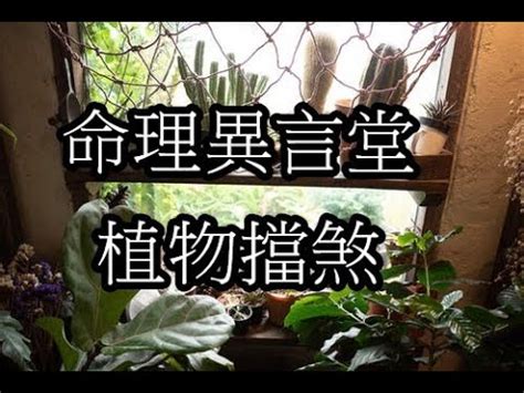 擋壁刀煞植物|化煞聚財全靠它！家中植物這樣擺就對了 